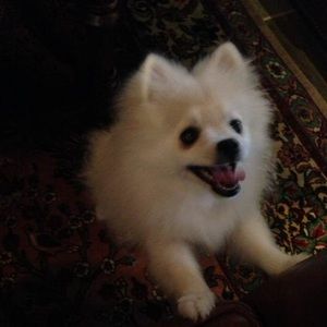 Meet your Posher, Natalie